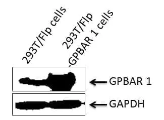 image-stable-cells-b
