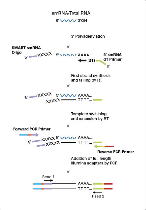 Multiplex miRNA Assay Image