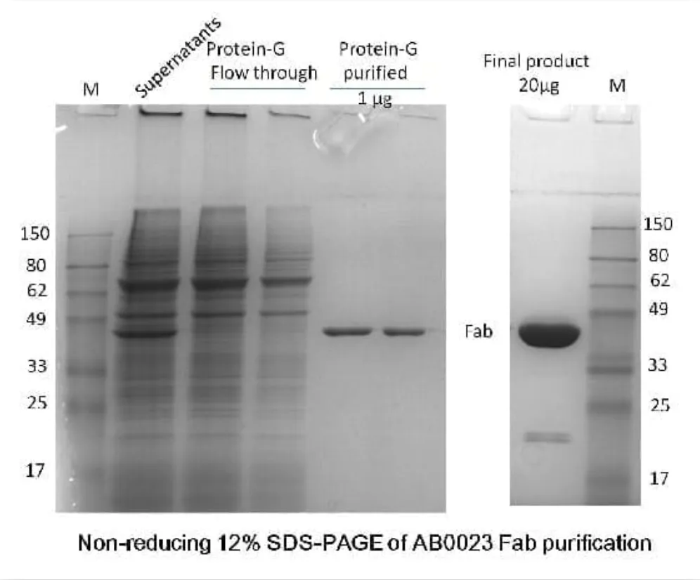 recombinant-protein-1